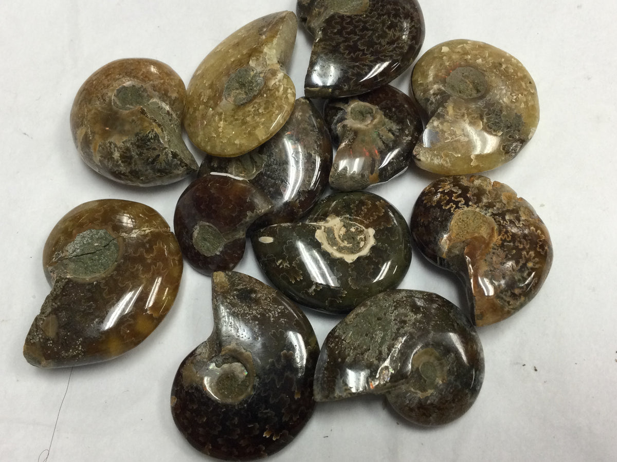 Amenite Shell Whole Ammonite Shell – Planet Botanix Ottawa
