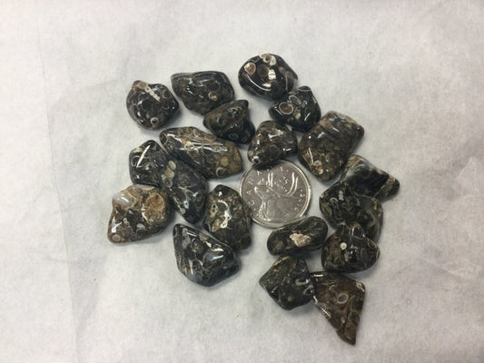 Tumbled Turritella Agate