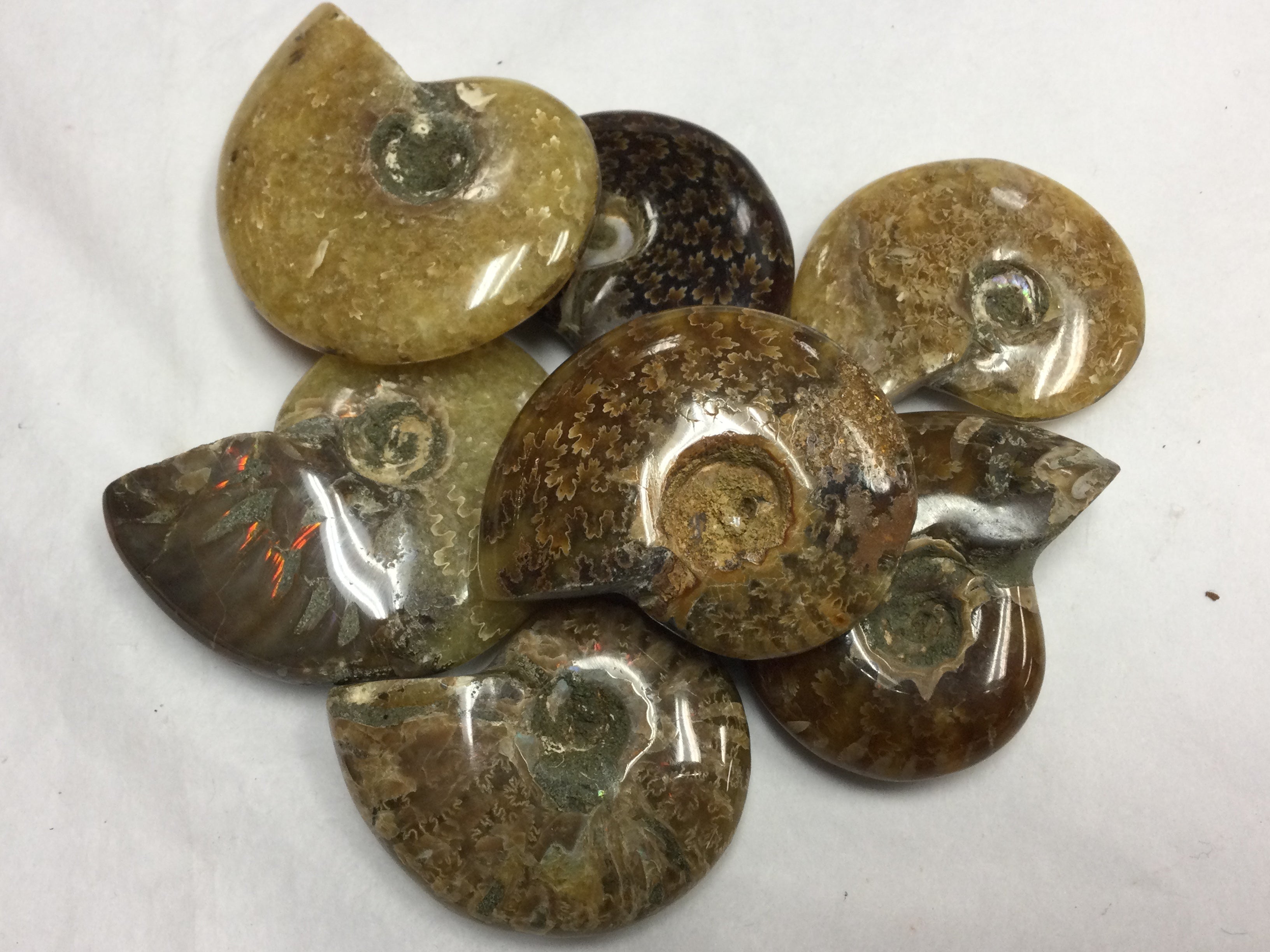 Amenite Shell Whole Ammonite Shell – Planet Botanix Ottawa