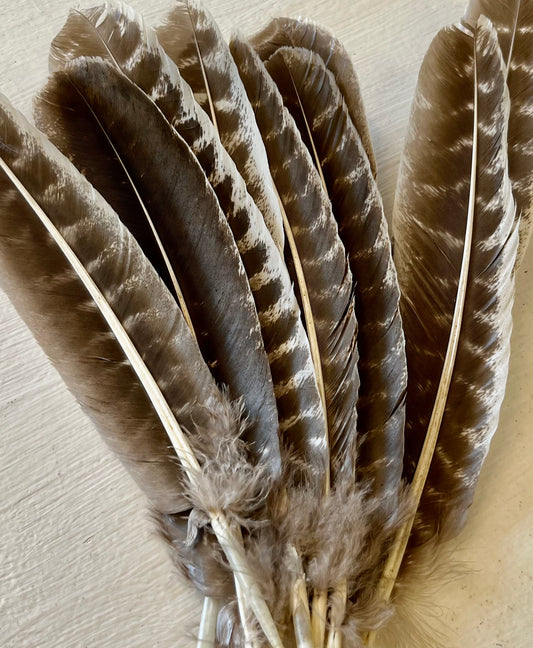 Turkey Feather For Sage