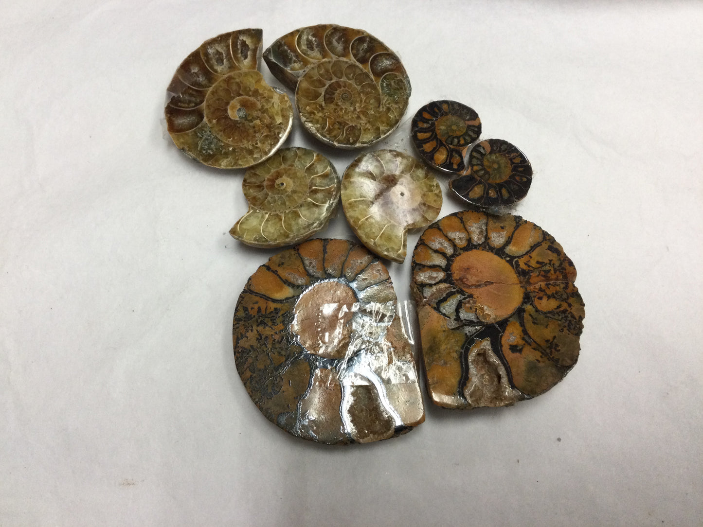 Ammonite Shells (Pairs)