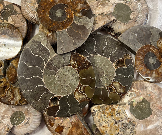 Large Polished Ammonite Pairs