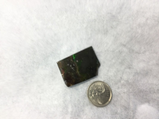 Ammonite Polished Pieces