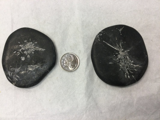 Chrysanthemum Stones, lg