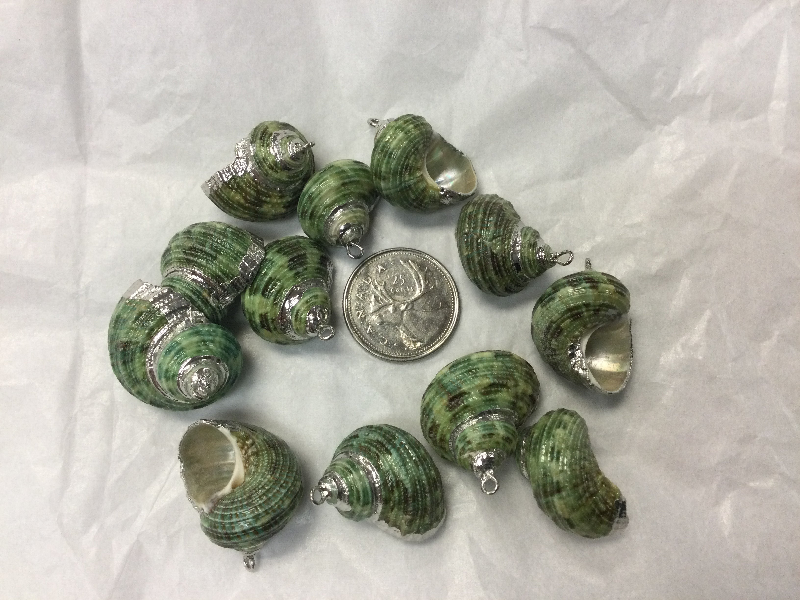 Turbo Shell Pendant with Silver Finish – Planet Botanix Ottawa