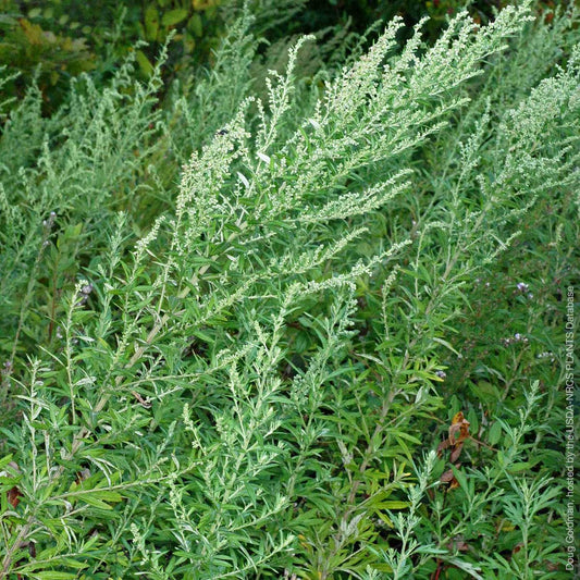 Mugwort Essential Oil