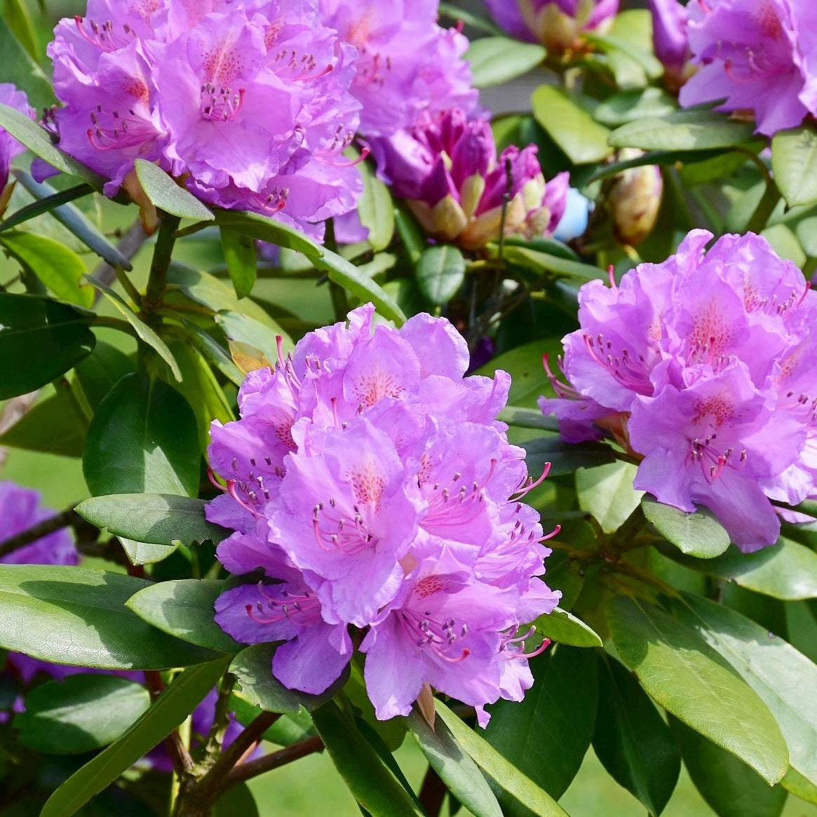 Rhododendron EO