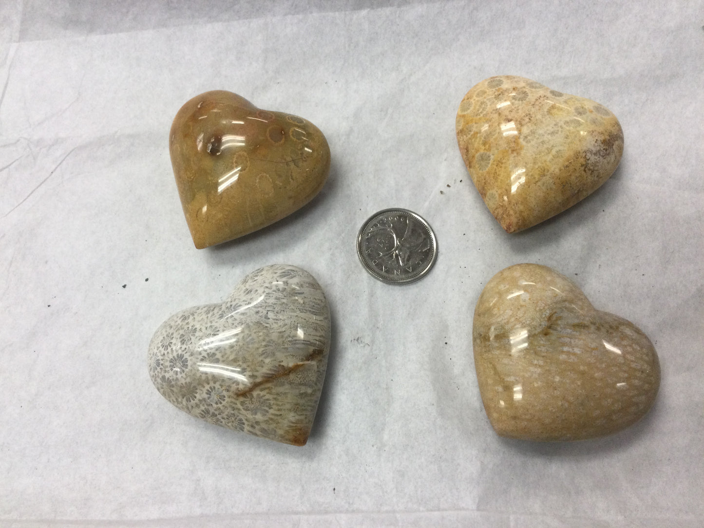 Fossilized coral agate heart ( high grade)